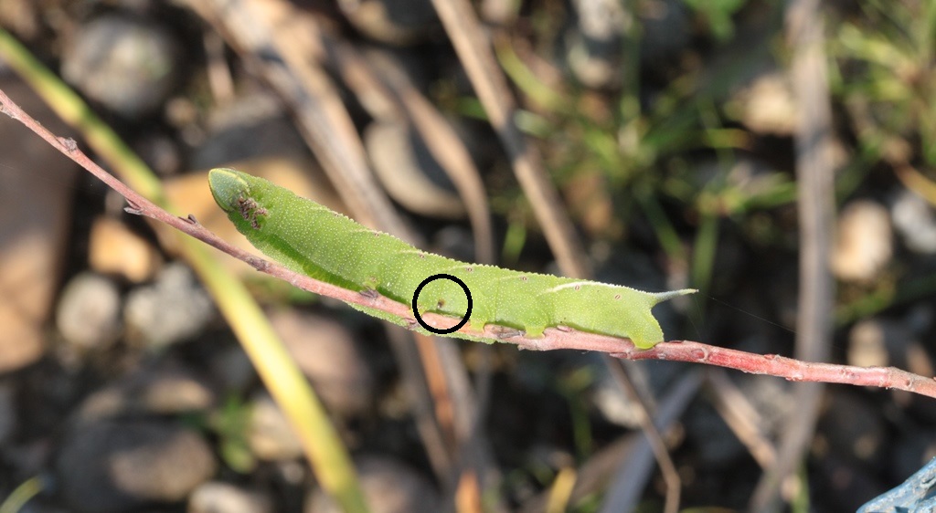 Smerinthus ocellata